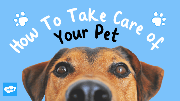 Pet care tips