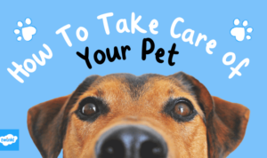 Pet care tips