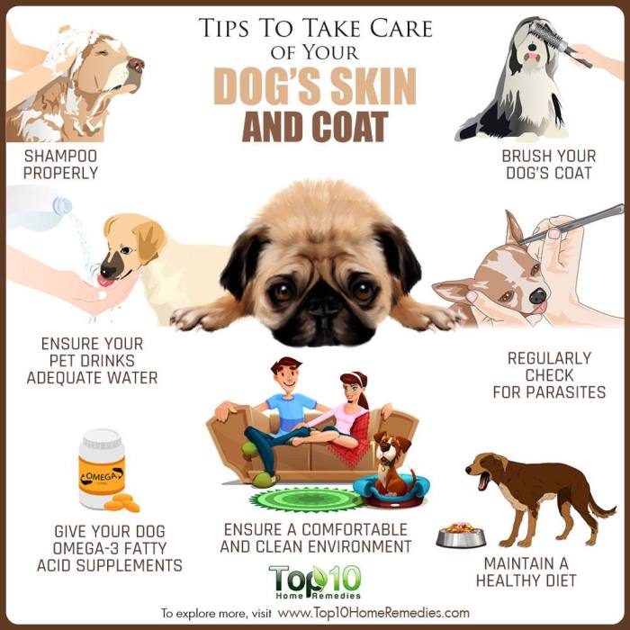 Pet care tips